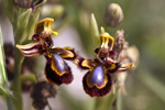 Ophrys speculum, Monte Iblei, Sicilien, 2012-04-23