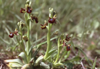 Ophrys speculum, Sicilien 2003-04-25