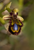 Ophrys speculum, Monte Iblei, Sicilien, 2012-04-23
