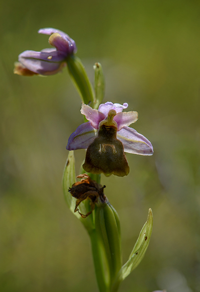 Ophrys lesbis, Andissa, Lesvos 2014-04-14. Den varma våren hade gjort att de flesta exemplaren hade blommat färdigt vid vårt besök.