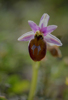 Ophrys lesbis, Andissa, Lesvos (Gr.) 2014-04-14