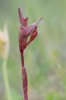 Serapias orientalis subsp. carica var. monantha, 2014-04-13