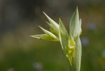 Serapias orientalis subsp. carica var chlorantha, Lesvos 2014-04-15