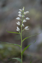 Cephalanthera longifolia, Lesvos 2014-04-15