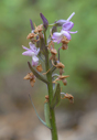 Dactylorhiza romana, Lesvos 2014-04-16
