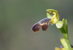 Ophrys sitiaca, Lesvos 2014-04-12