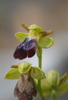 Ophrys iricolor, Lesvos 2014-04-13