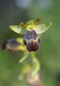 Ophrys sitiaca, Lesvos 2014-04-13