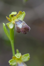 OPhrys pelinaea, Lesvos 2014-04-16
