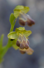 Ophrys parosica, 2014-04-12
