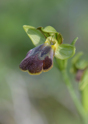 Ophrys attaviria, Lesvos (Gr.) 2014-04-12