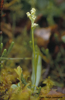 Platanthera obtusata, Abisko 2004-07-14