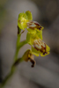 Ophrys sicula, Lesvos (Gr.) 2014-04-12