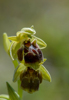 Ophrys attica, Lesvos (Gr.) 2014-04-14