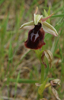 Ophrys ferrum-equinum subsp. labiosa, Peleponnesos 2004-04