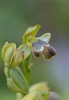 Ophrys pelinaea, Lesvos 2014-04-13