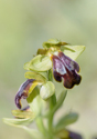 Ophrys leucadica, Lesvos (Gr.) 2014-04-14
