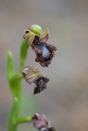 Ophrys speculum, Lesvos 2014-04-16