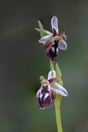 Ophrys reinholdii, Lesvos (Gr.) 2014-04-16
