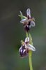 Ophrys reinholdii, Lesvos 2014-04-16