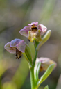 Ophrys villosa, Lesvos (Gr.) 2014-04-15