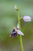 Ophrys reinholdii, Lesvos 2014-04-16