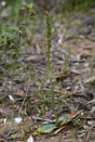 Neotinea maculata, Lesvos (Gr.) 2014-04-16