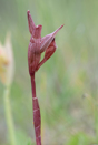 Serapias orientalis subsp. carica var. monantha Lesvos 2014-04-15