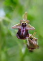 Ophrys mammosa, Lesvos (Gr.) 2014-04-17