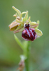 Ophrys mammosa, Lesvos 2014-04- 17