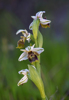 Ophrys umbilicata, Lesvos 2014-04-14