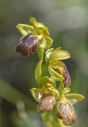 Ophrys calocaerina, Lesvos 2014-04-13