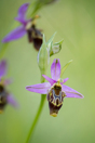 Ophrys ceto, Lesvos, 2014-04-13