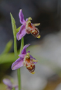 Ophrys masticorum, Lesbos 2014-04-15