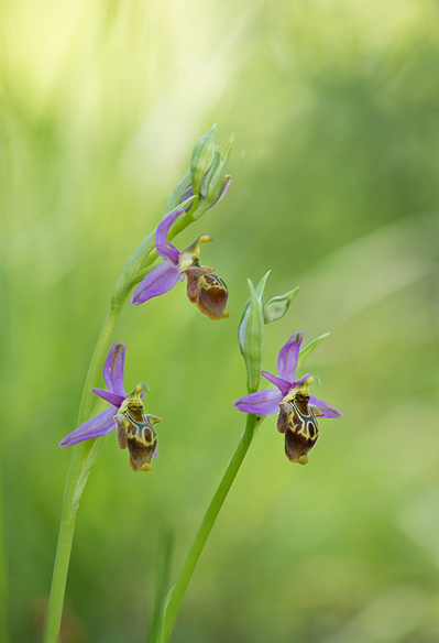 Ophrys ceto, Lesvos 2014-04-13