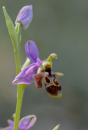 Ophrys minutula, Lesvos 2014-04-13
