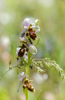 Ophrys minutula, Lesvos 2014-04-15