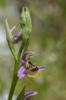 Ophrys homeri, Lesvos 2014-04-15