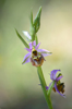 Ophrys homeri, Lesvos 2014-04-12