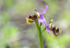 Ophrys homeri, Lesvos 2014-04-13