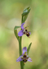 Ophrys oestrifera, Lesvos 2014-04-12