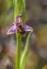 Ophrys orphanidea, Lesvos (Gr.) 2014-04-13