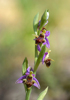 Ophrys oestrifera, Lesvos 2014-04-12