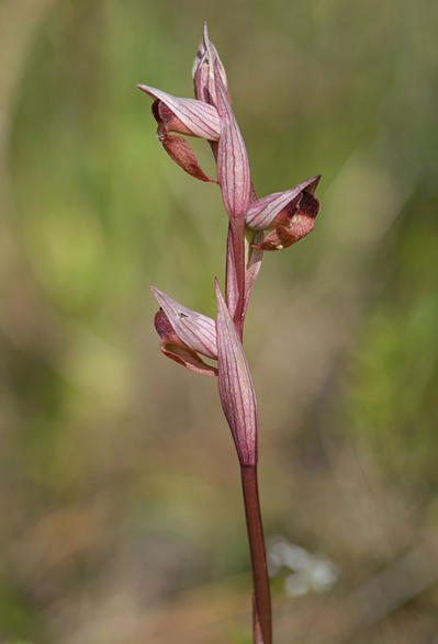 Ophrys politisii, Lesvos (Gr.) 2014-04-12