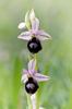 Ophrys bertolonii x biscutella, Gargano (It.) 2011-04-29