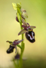 Ophrys bertolonii x incubacea, Abruzzo (It.) 2014-05-20