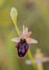 Ophrys bertolonii x incubacea, Abruzzo (It.) 2014-05-20