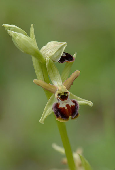 Ophrys ausonia, Abruzzo (It.) 2014-05-20