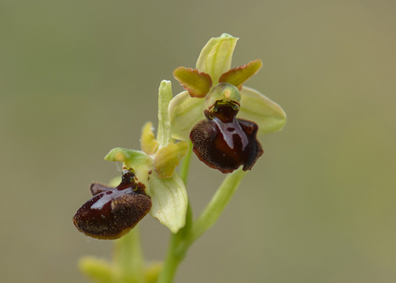 Ophrys brutia, Abruzzo (It.) 2014-05-19
