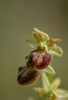 Ophrys brutia, Abruzzo (It.) 2014-05-20